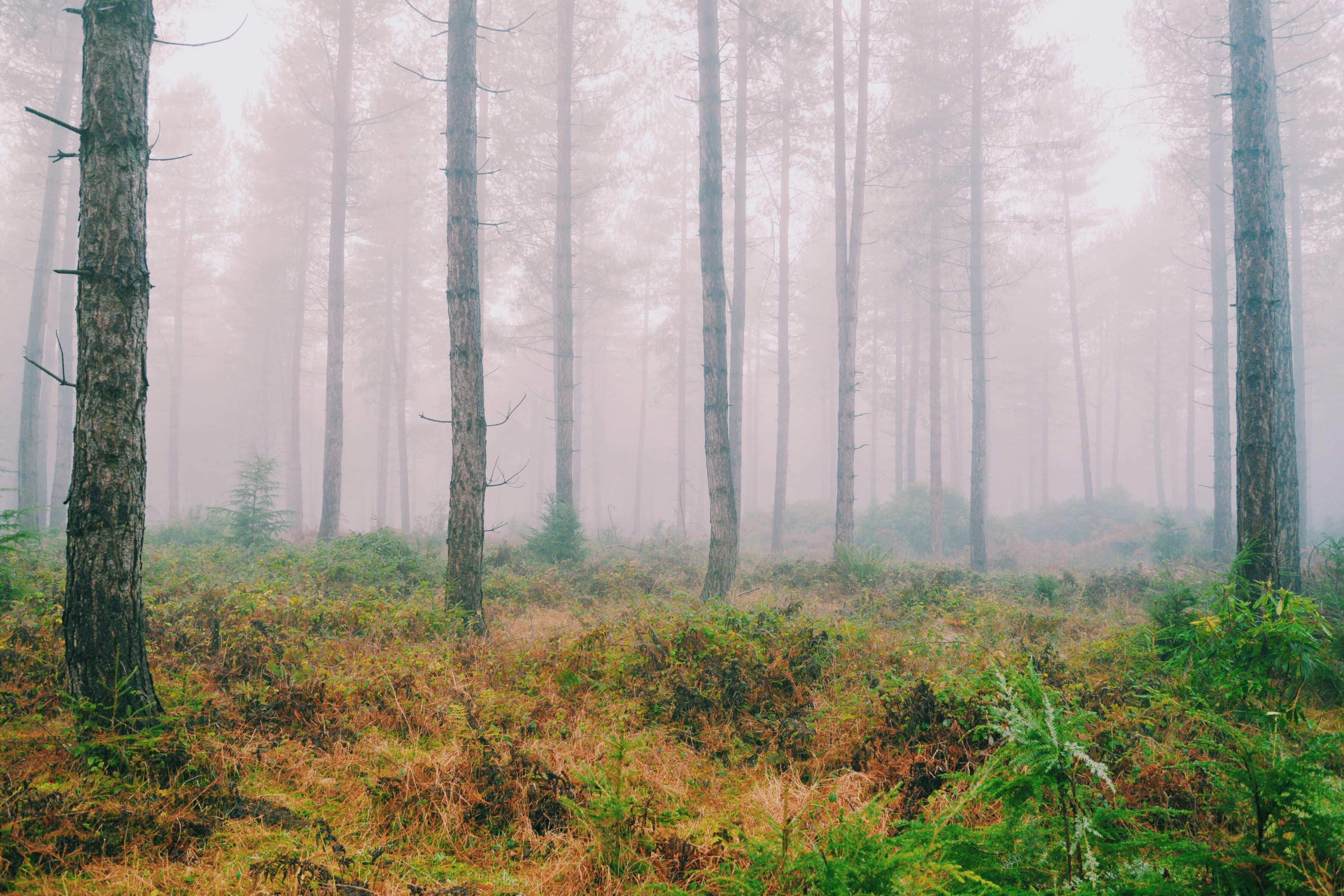 Los filtros que miden la contaminación del aire también atraparon ADN de más de 1.100 especies, sin buscarlo
