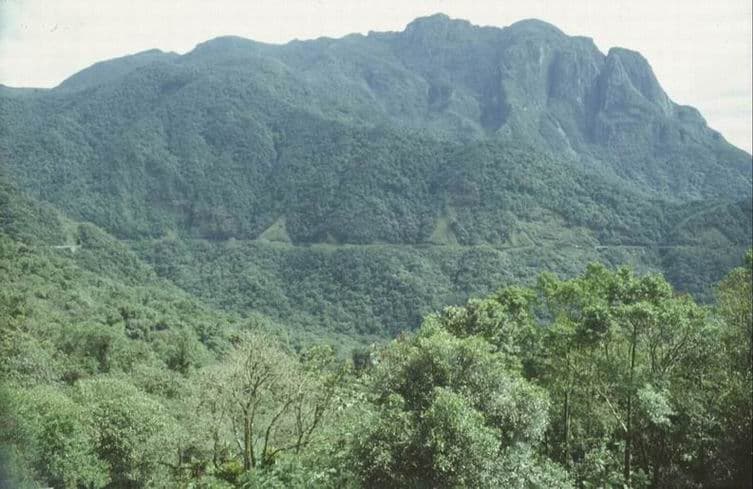 Analizaron 1,3 millones de semillas en 52 fragmentos de bosque y el tamaño del parche no fue lo que más importó
