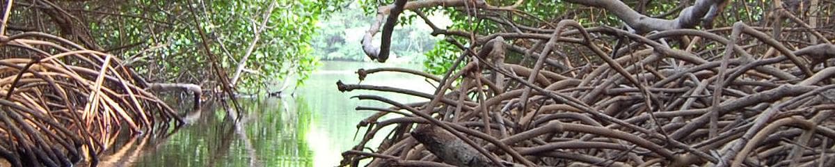 Un cangrejo de tres gramos resultó ser una fábrica de plástico más pequeño en los manglares de Urabá