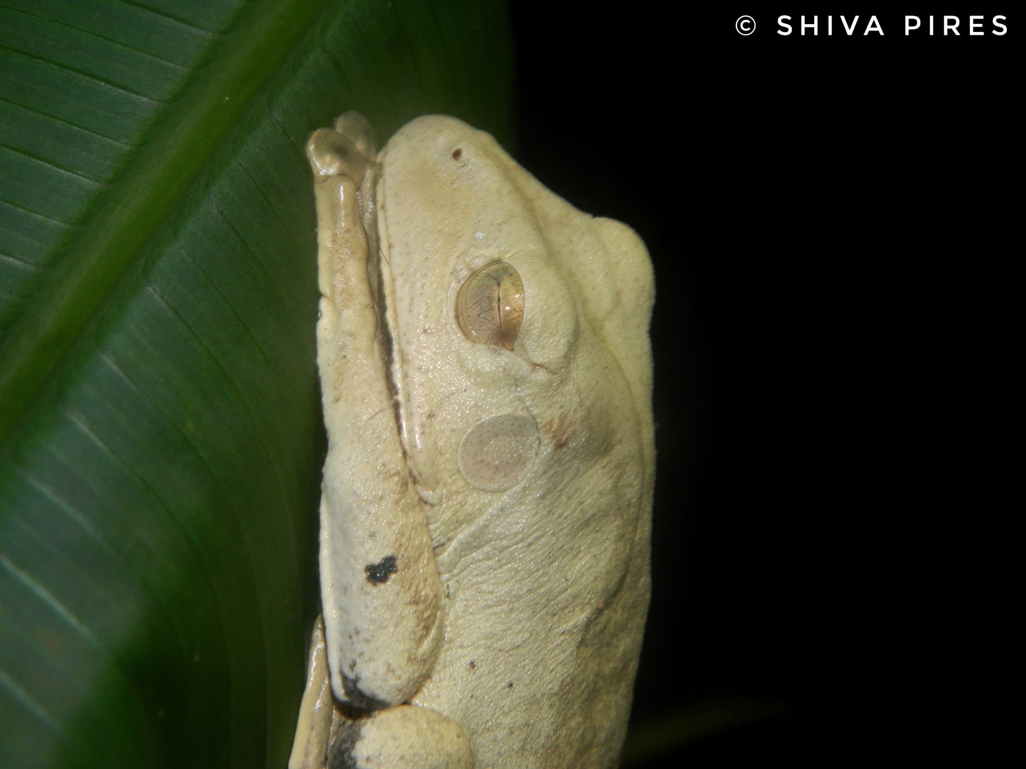 Por qué un hábitat conectado protege a las ranas de un hongo que ya causó 90 extinciones