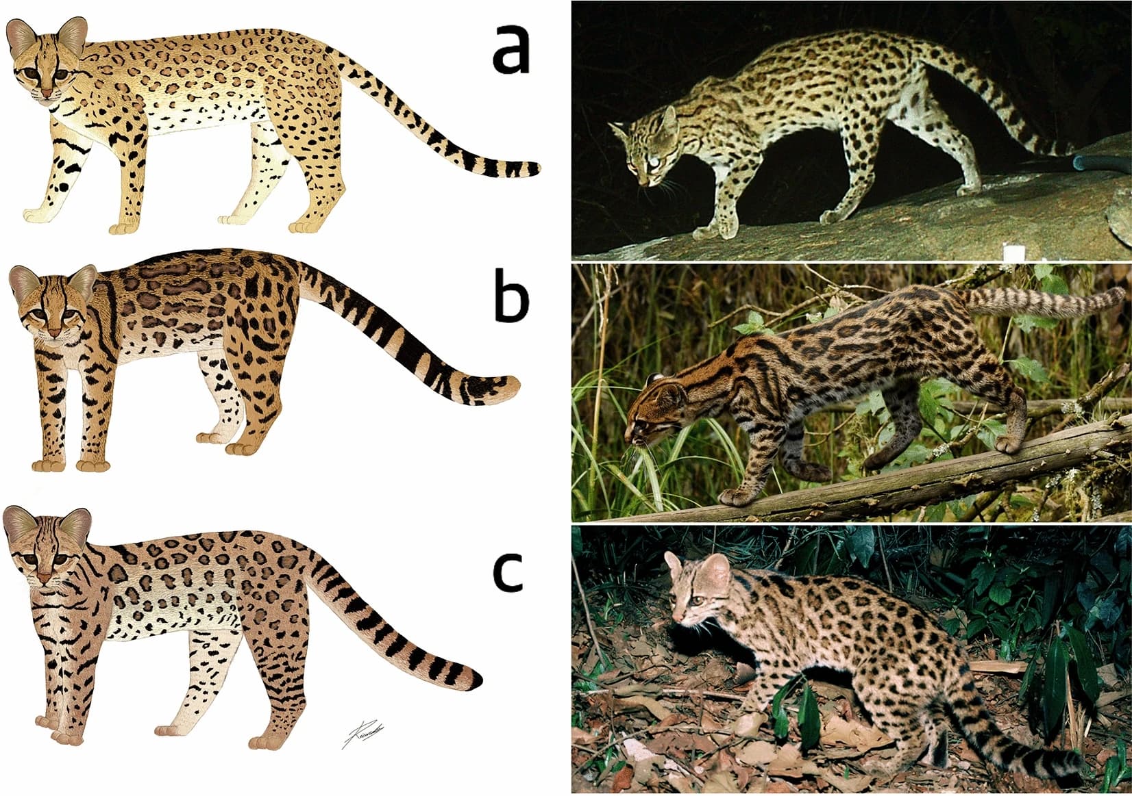 La ciencia describió una especie de gato salvaje nueva por primera vez en un siglo, y de paso partió en cinco piezas al felino que Colombia creía conocer