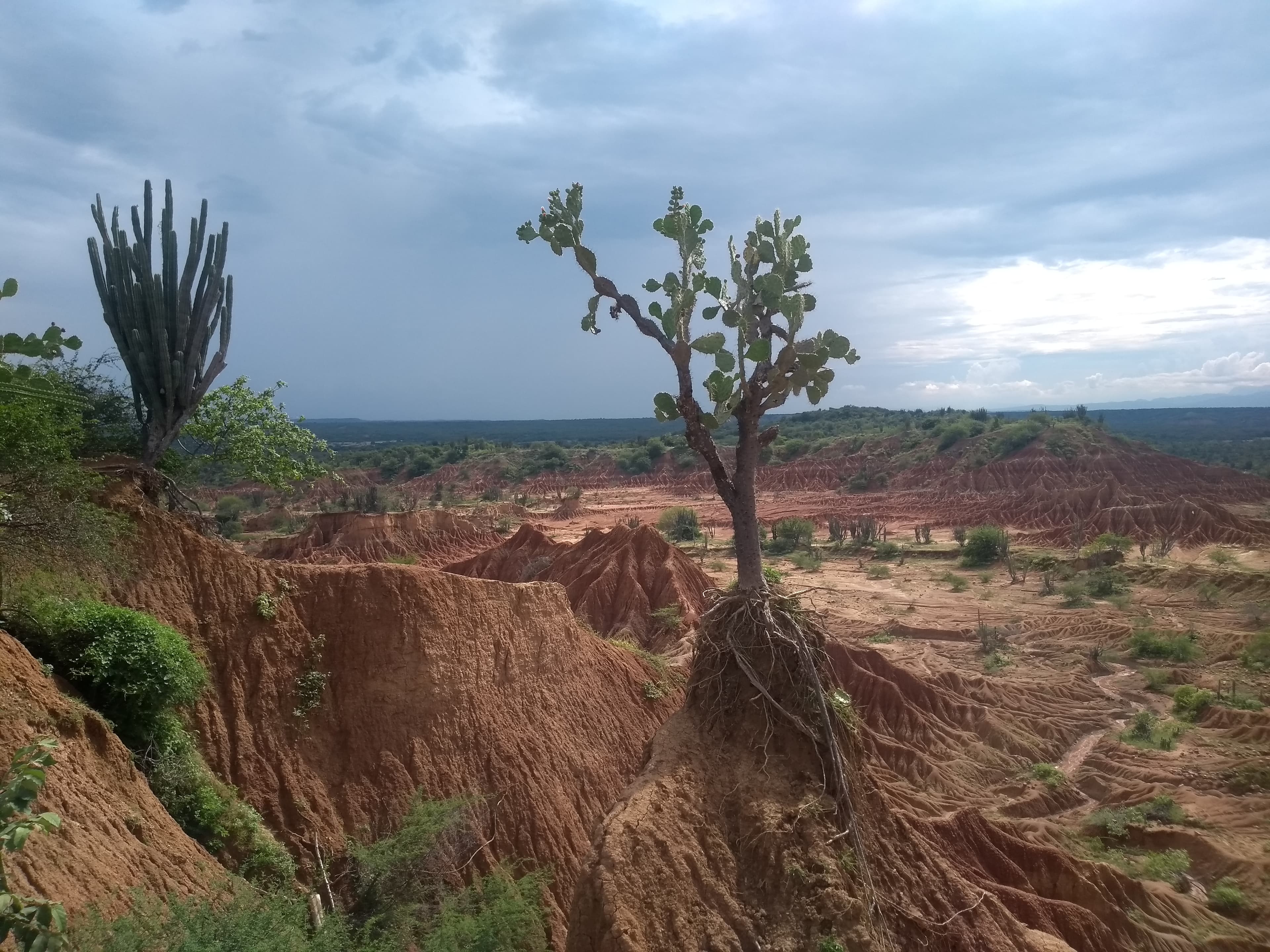 Bastó levantar una roca: once especies nuevas aparecieron en lo poco que queda del bosque seco del Caribe