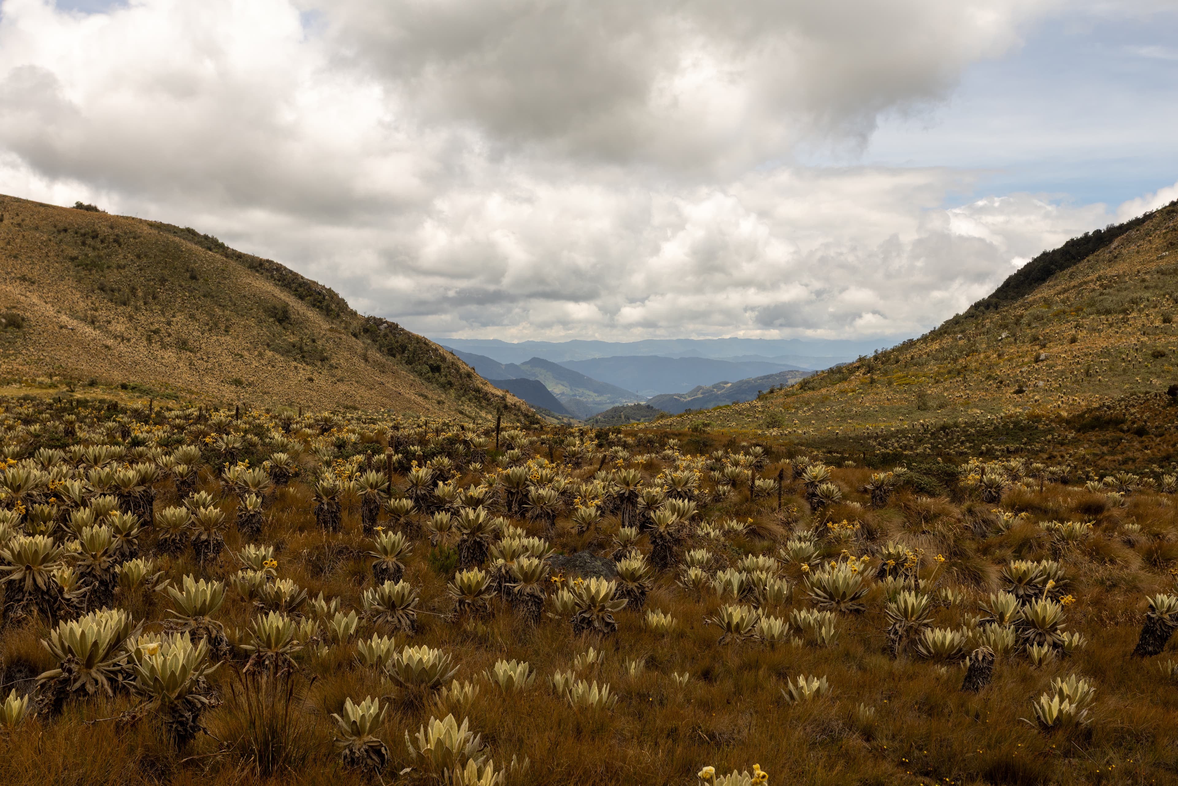 Qué páramo proteger primero: un estudio cruza biodiversidad y presión agrícola para priorizar la conservación en Colombia