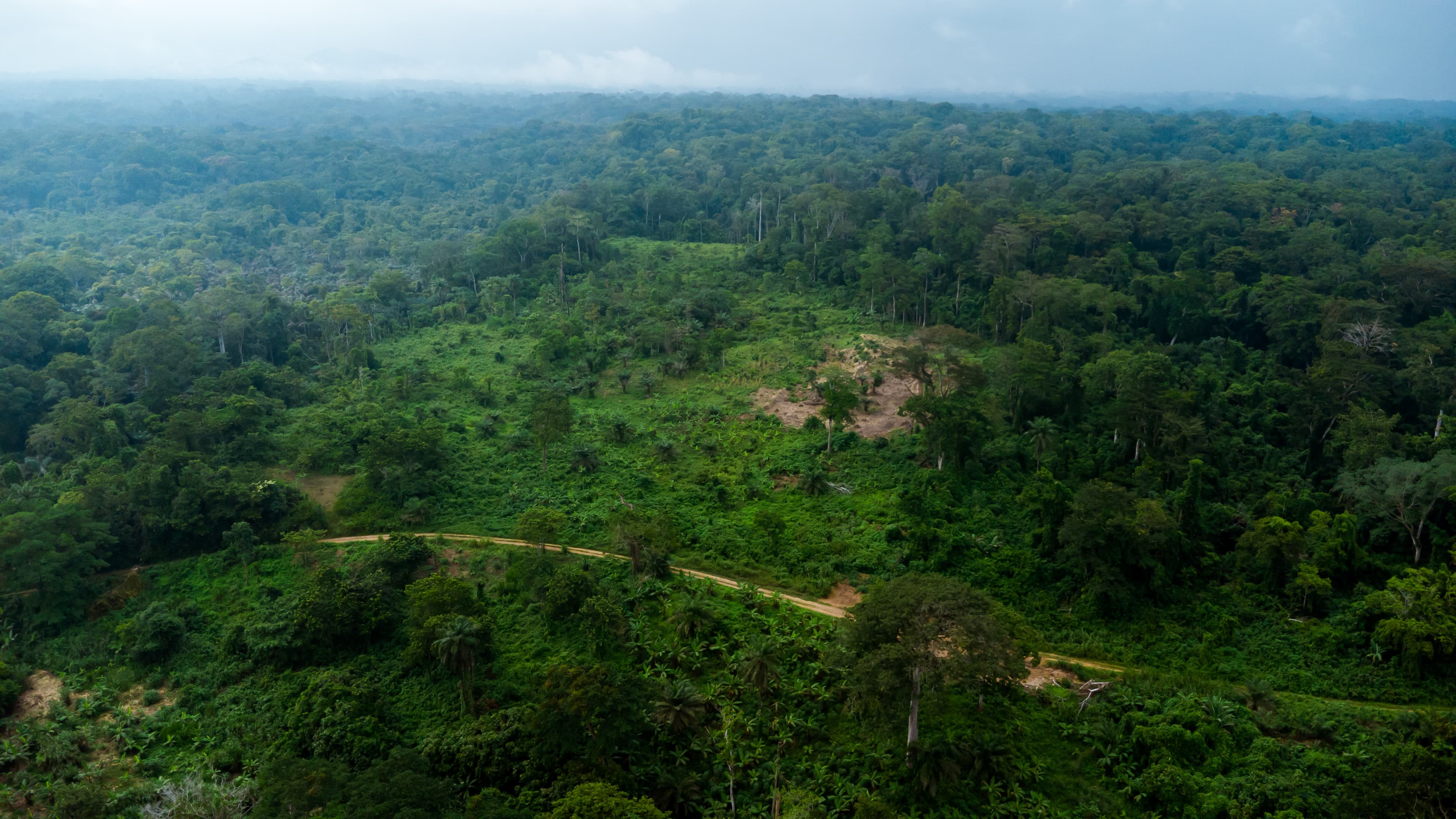 Un estudio en Science midió 52 proyectos REDD+ con un método causal: en Colombia el riesgo de deforestación se sobreestimó hasta 10 veces