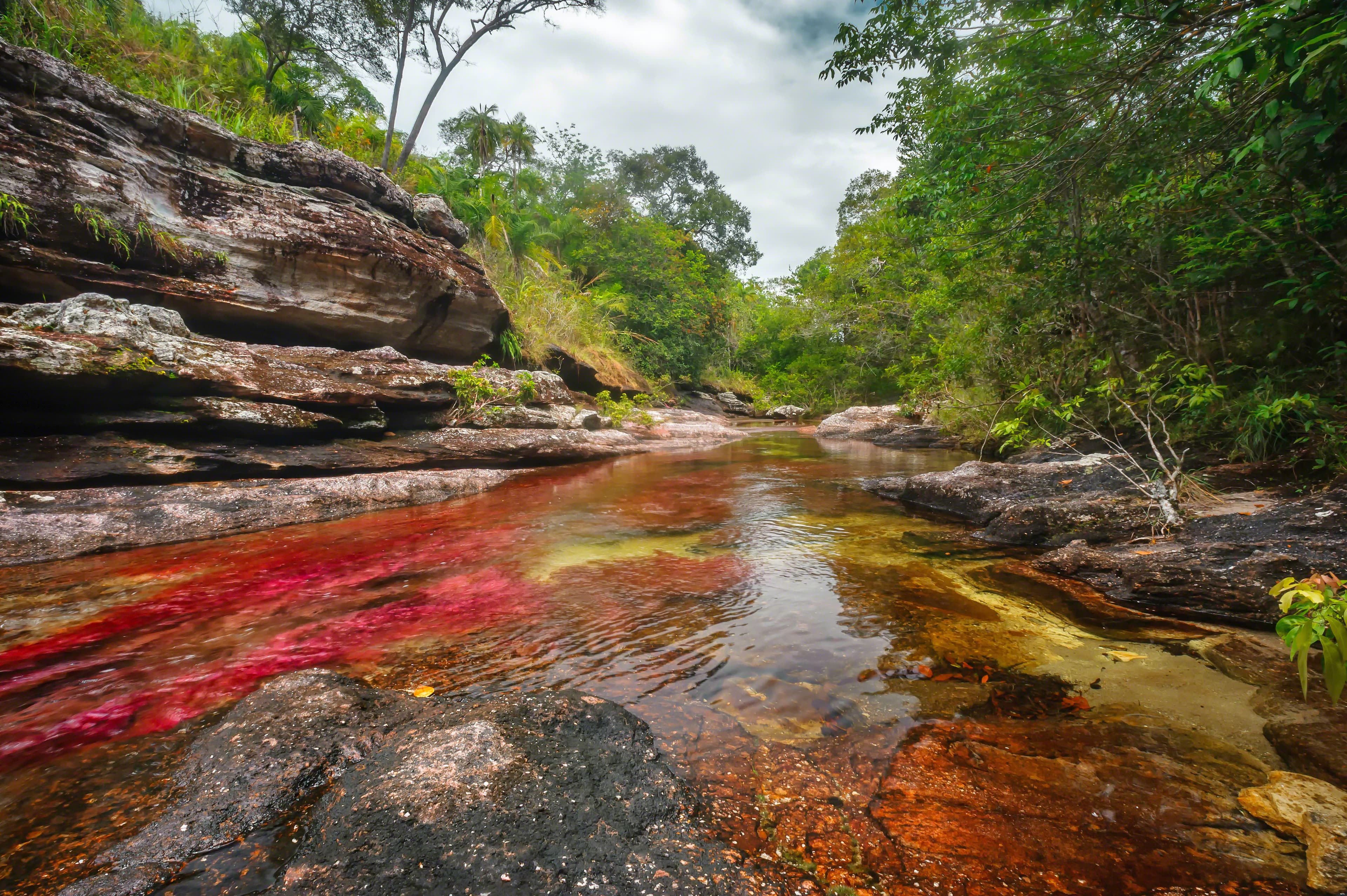 La planta que se esconde de sí misma: a metros de Caño Cristales, la ciencia describió una especie que desaparece meses enteros