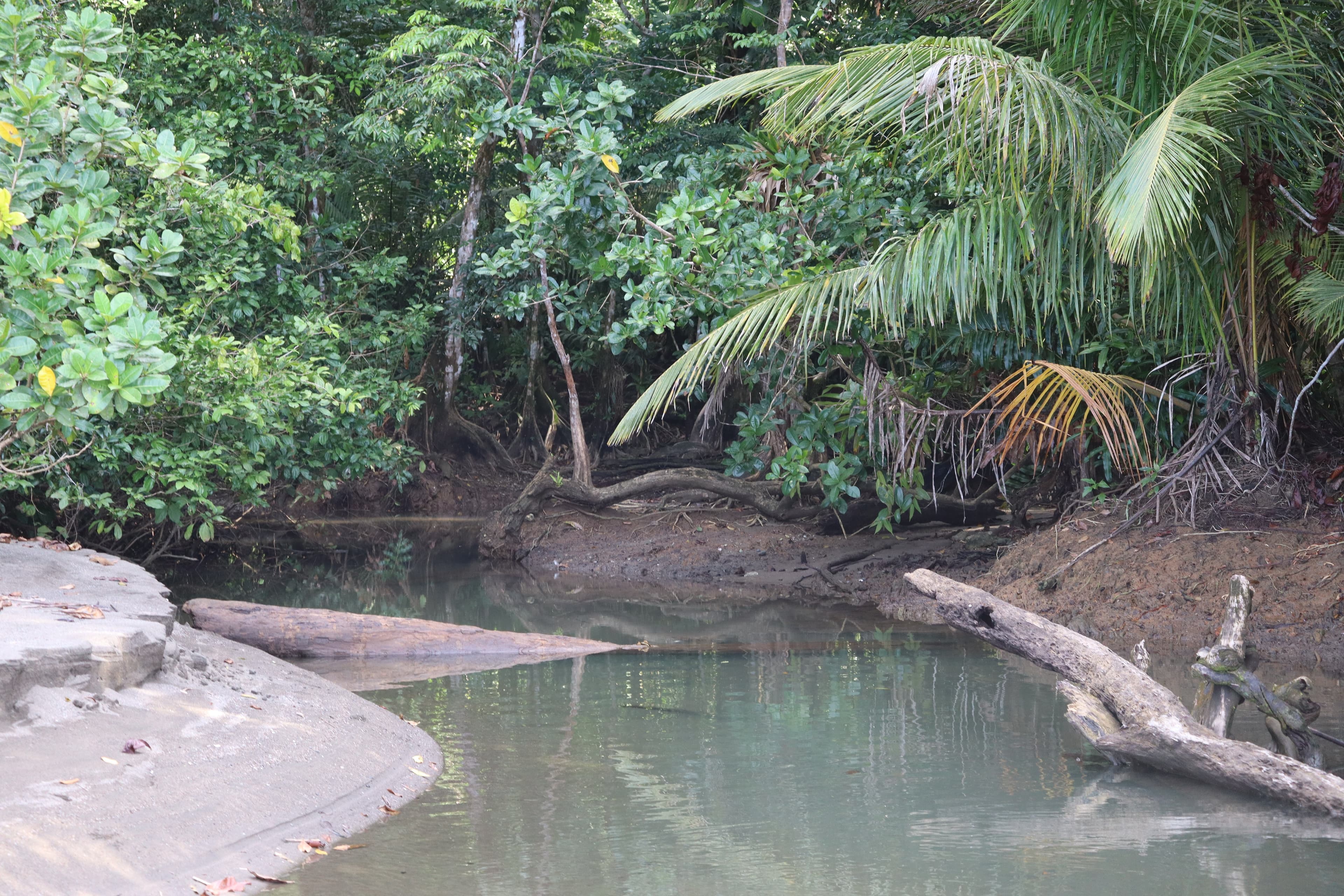 Colombia aprobó su primer presupuesto ambiental a 10 años: qué exige restaurar 140.000 hectáreas en la Amazonía y el Chocó