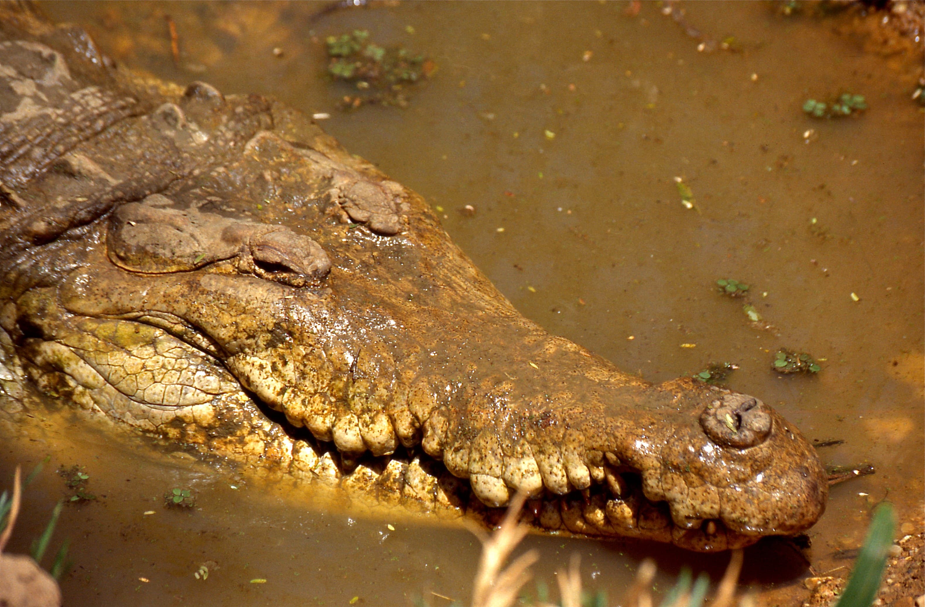 Casi 200 cocodrilos del Orinoco pasaron seis meses sin comer: hizo falta un tribunal para que alguien se hiciera cargo