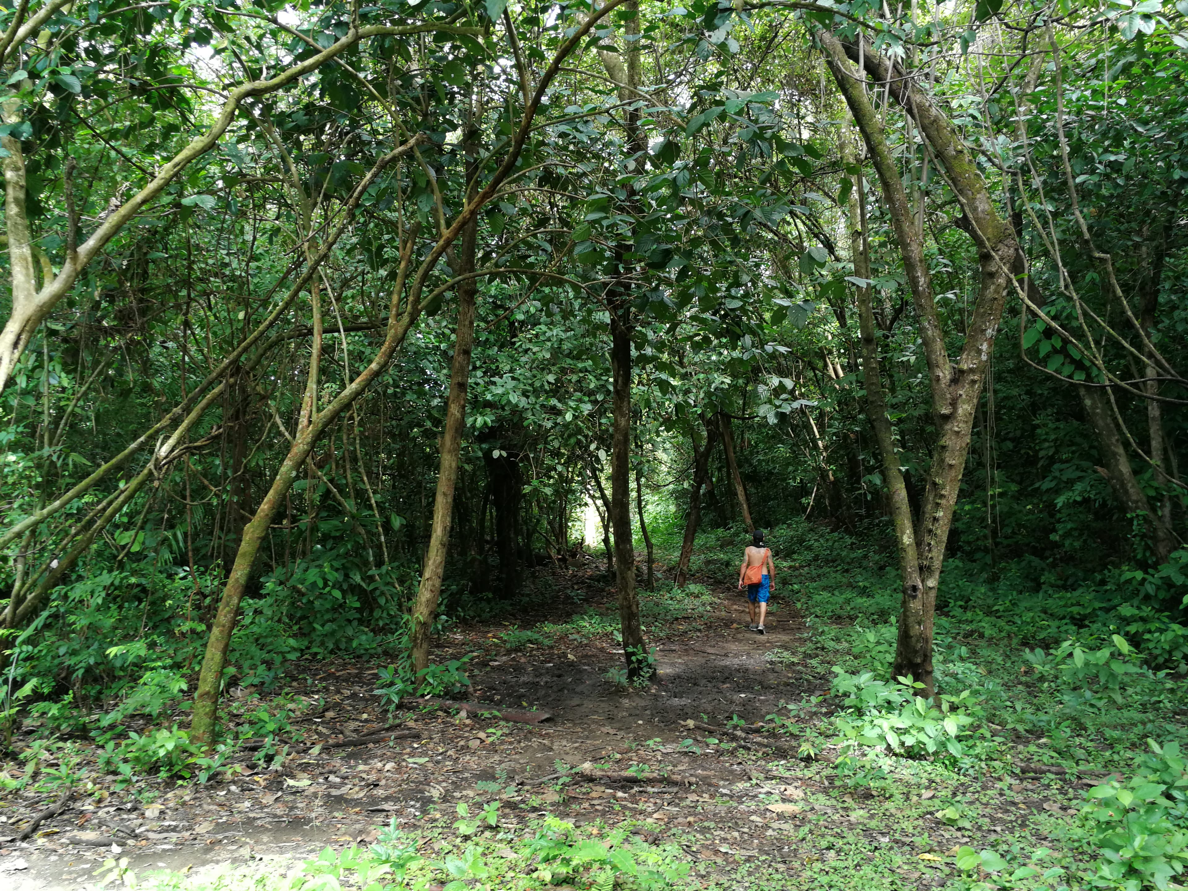 Un bosque tropical recupera el 90% de su biodiversidad en 30 años, según el estudio más grande de su tipo