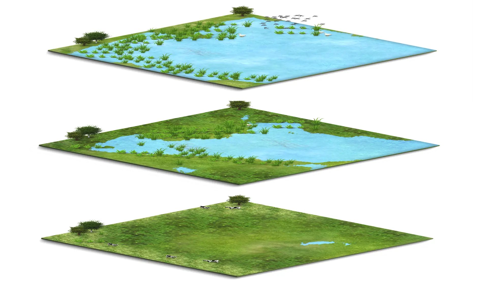 etapas-restauracion-humedales-biopaisaje-consultoria-ambiental